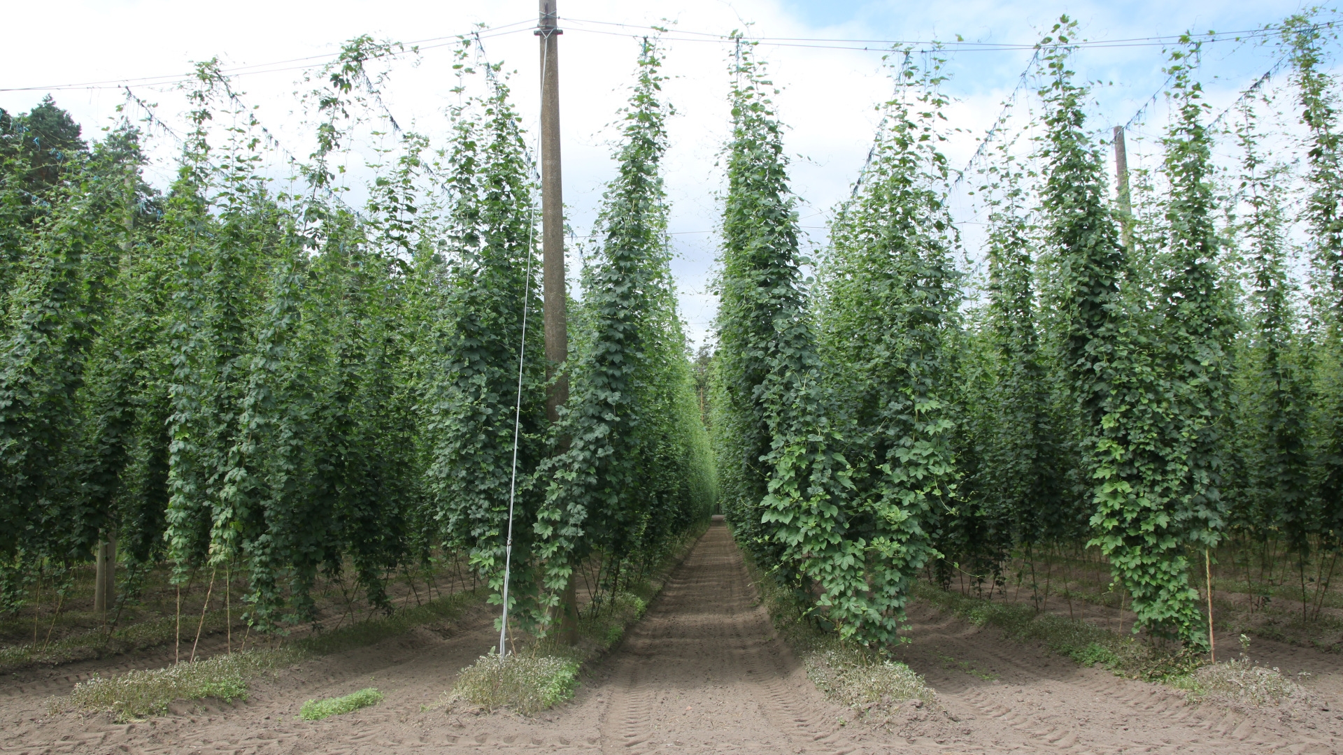 Pioneering work for organic hops